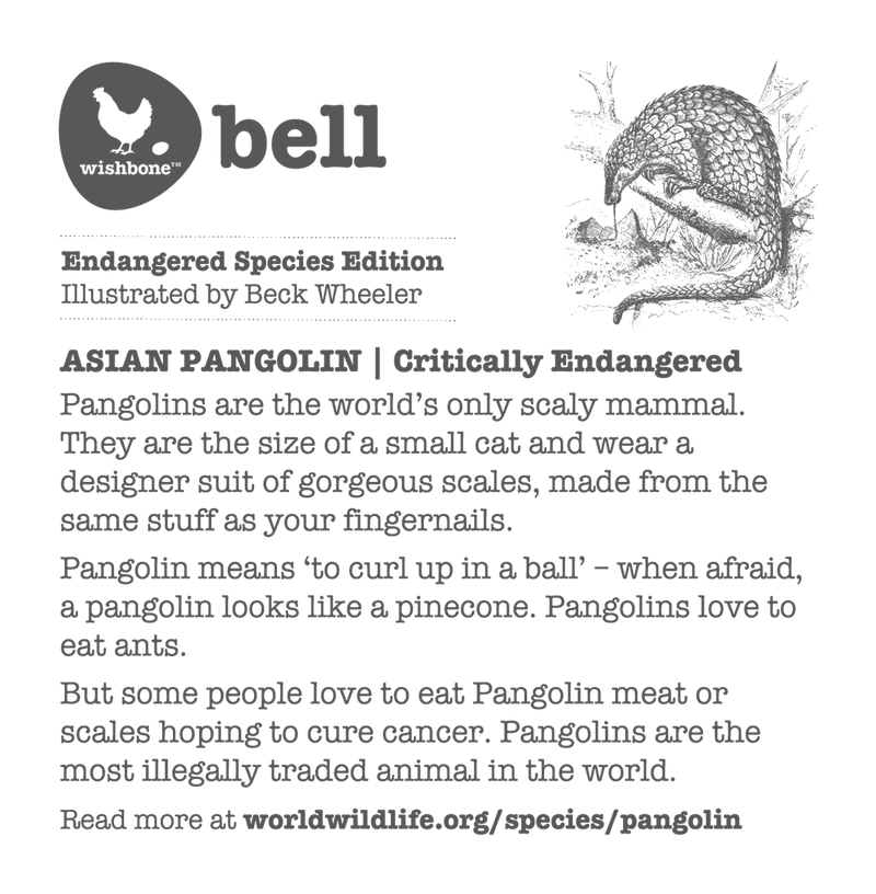 Interesting fact card on asian pangolins