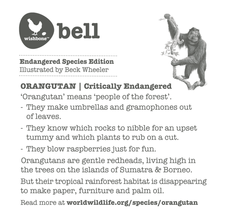 Interesting fact card on orangutans